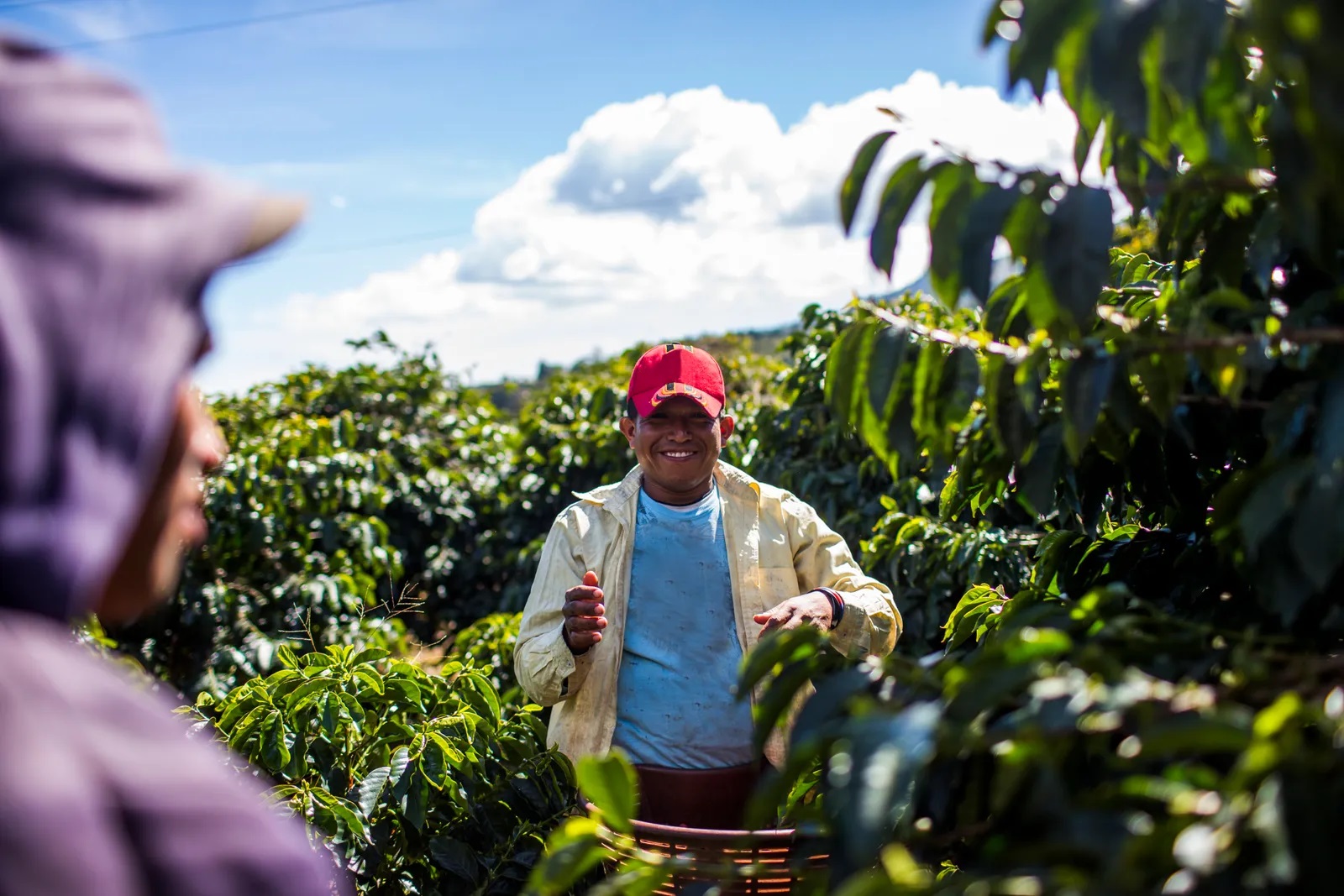 harvesting-coffee-in-panama.jpg