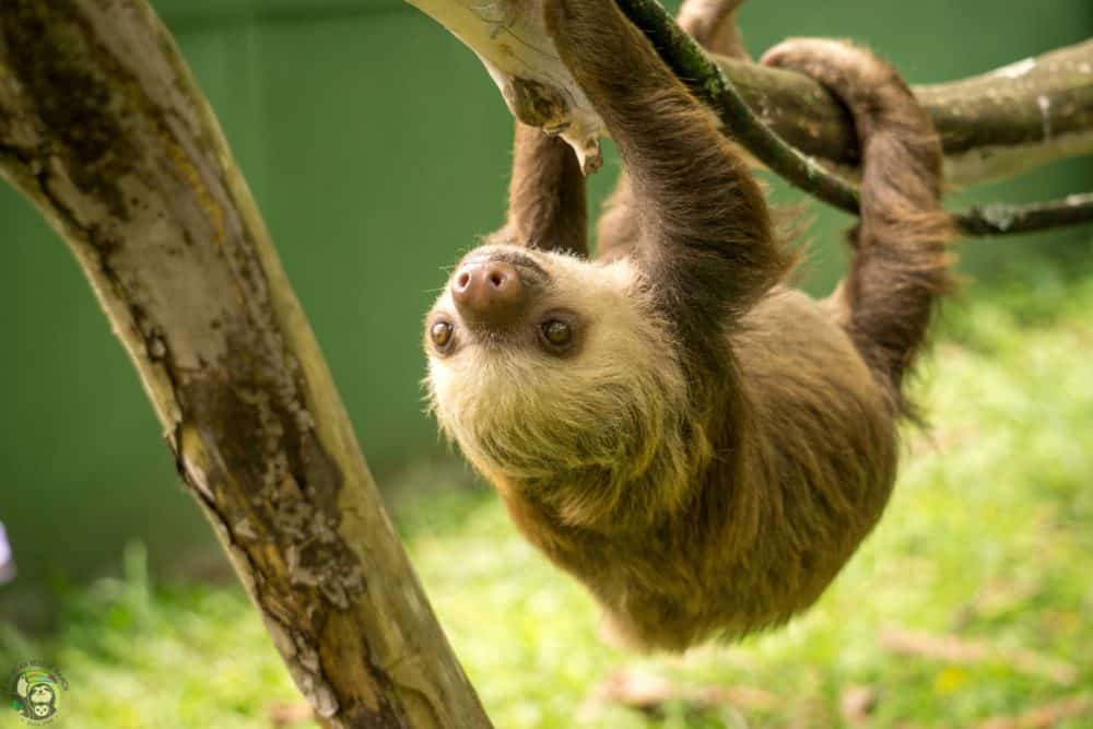 October 20 is International Sloth Day to Honor the Adorable Slow-Moving, Tree-Dwelling, Leaf-Eaters