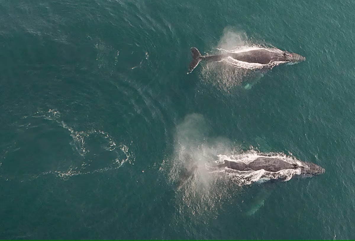 Chilean Government Files Complaint to Investigate Death of Humpback Whales