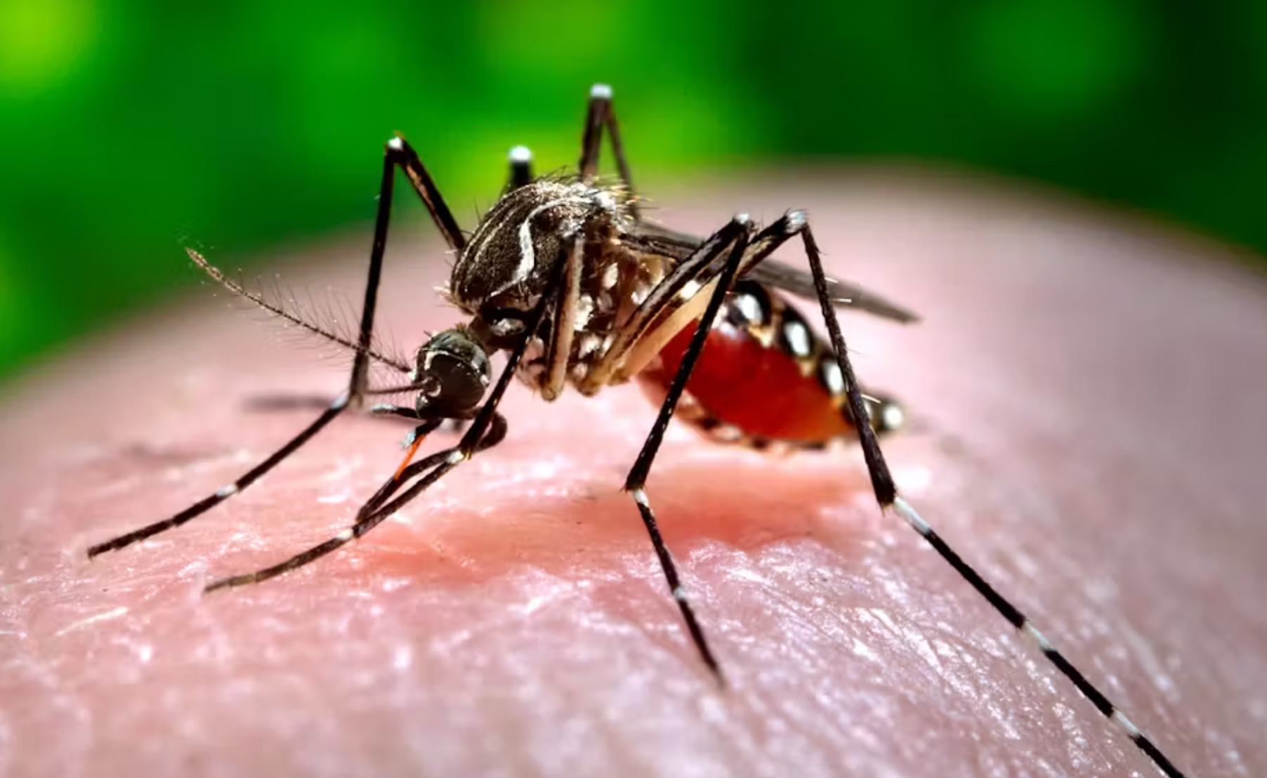 Panama Registers 27,527 Cases of Dengue and 49 Deaths