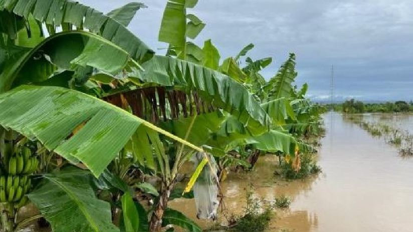 Producers Call for Re-Inspection of Areas Affected by Rain in Chiriquí and Central Provinces.