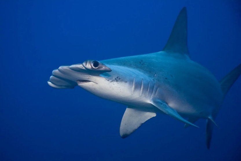 Important Shark Data in Panama’s Pacific