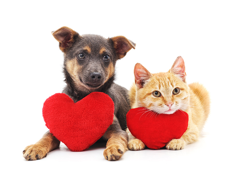 Nestlé Purina Launches Pro Plan Clinical Challenge – Veterinarians from Six Countries Meet in Panama City
