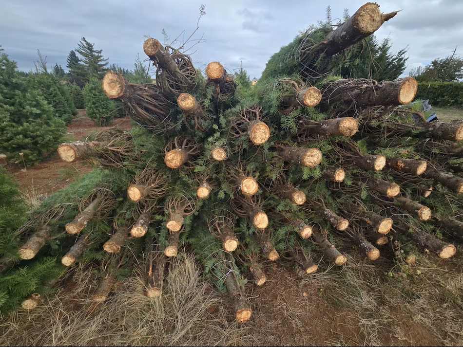 Agricultural Quarantine Personnel Inspect Christmas Trees in the United States before Shipping Them to Panama