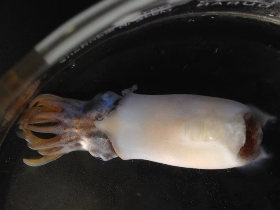 The Diversification of Squid and Cuttlefish Began 100 Million Years Ago