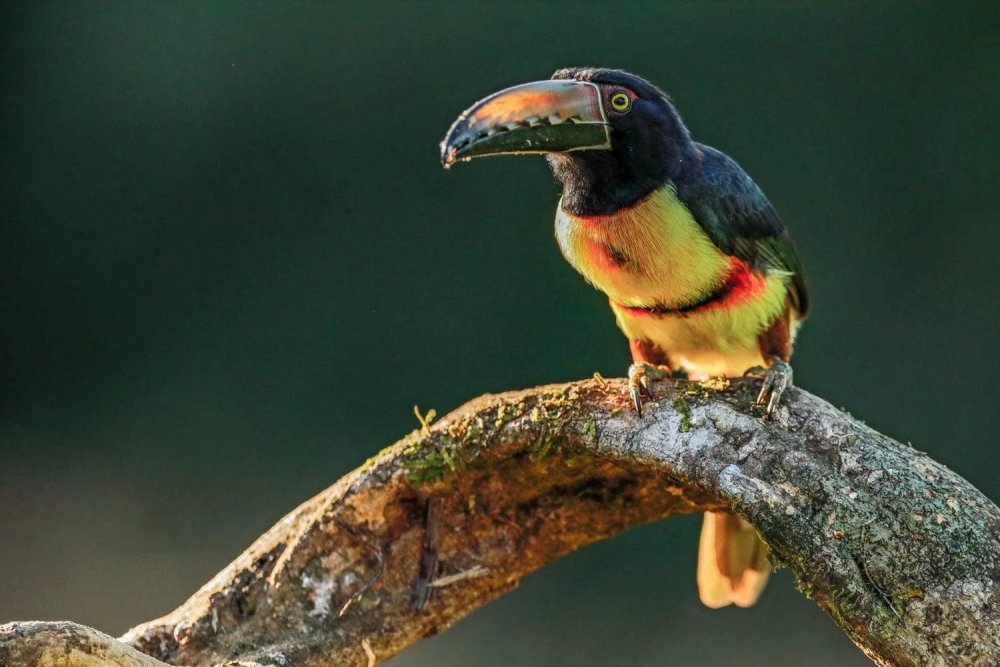 Live From El Valle: Streaming the 2026 Panama Bird and Biodiversity Festival