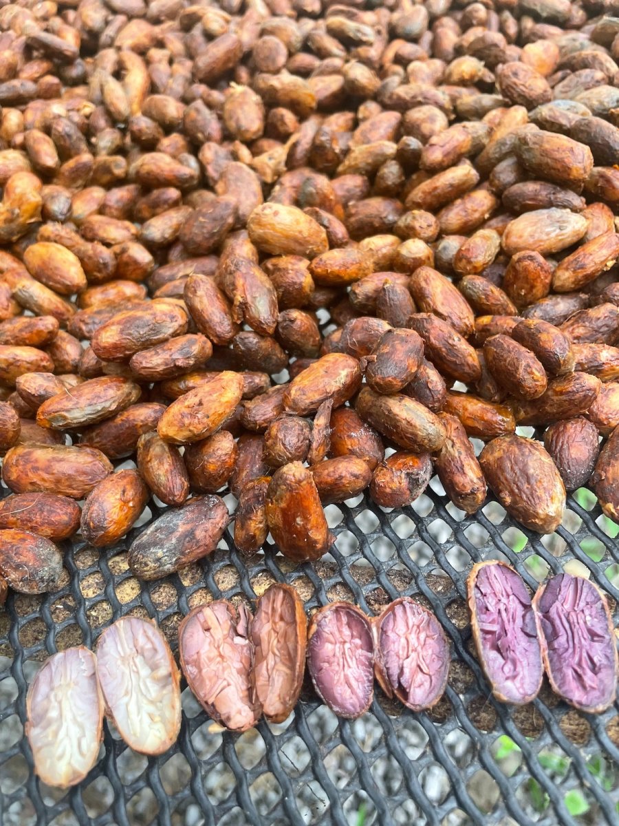 A cut test from one harvest shows cacao beans ranging from pale cream and pink to deep purple. The visible differences are a reminder that cacao is not one uniform crop.