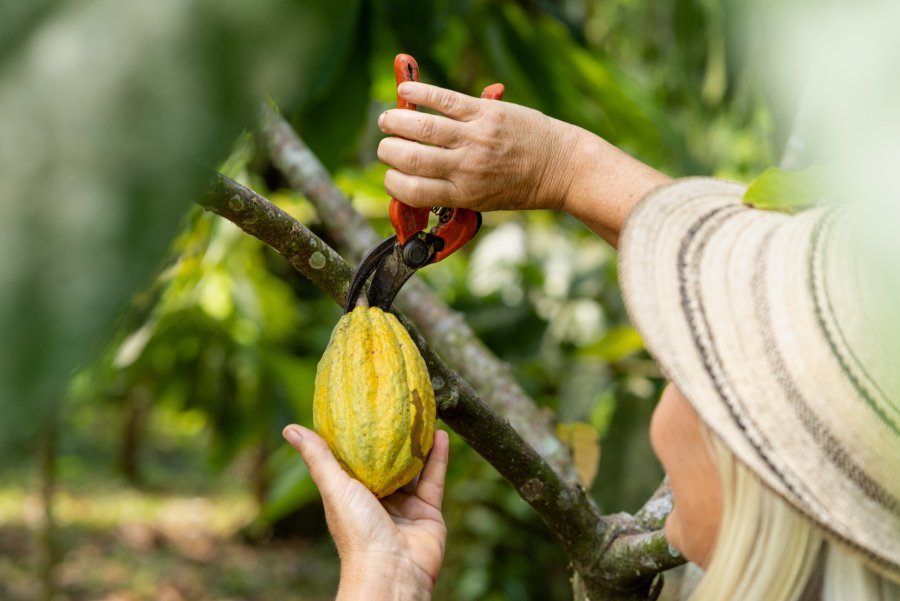 Fresh Chocolate Has a Season: Why Quetzal Cacao’s Tree-to-Bar Chocolate Is Worth the Wait
