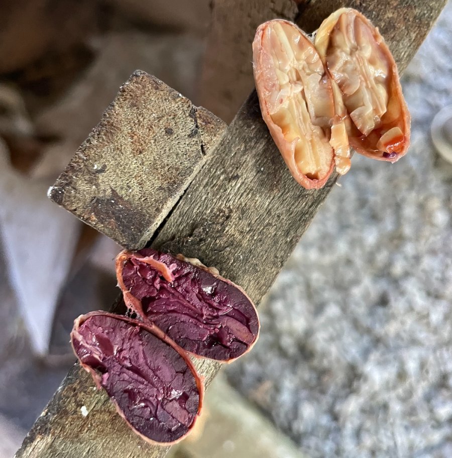 Panama’s Cacao Rush: New Research Finds Rare Criollo Ancestry