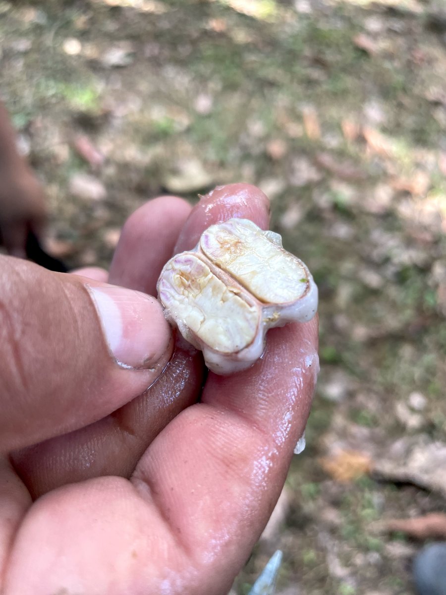 A freshly opened cacao bean from one of the five-year-old trees at Finca Las Heliconias shows a pale cream center beneath the white pulp.