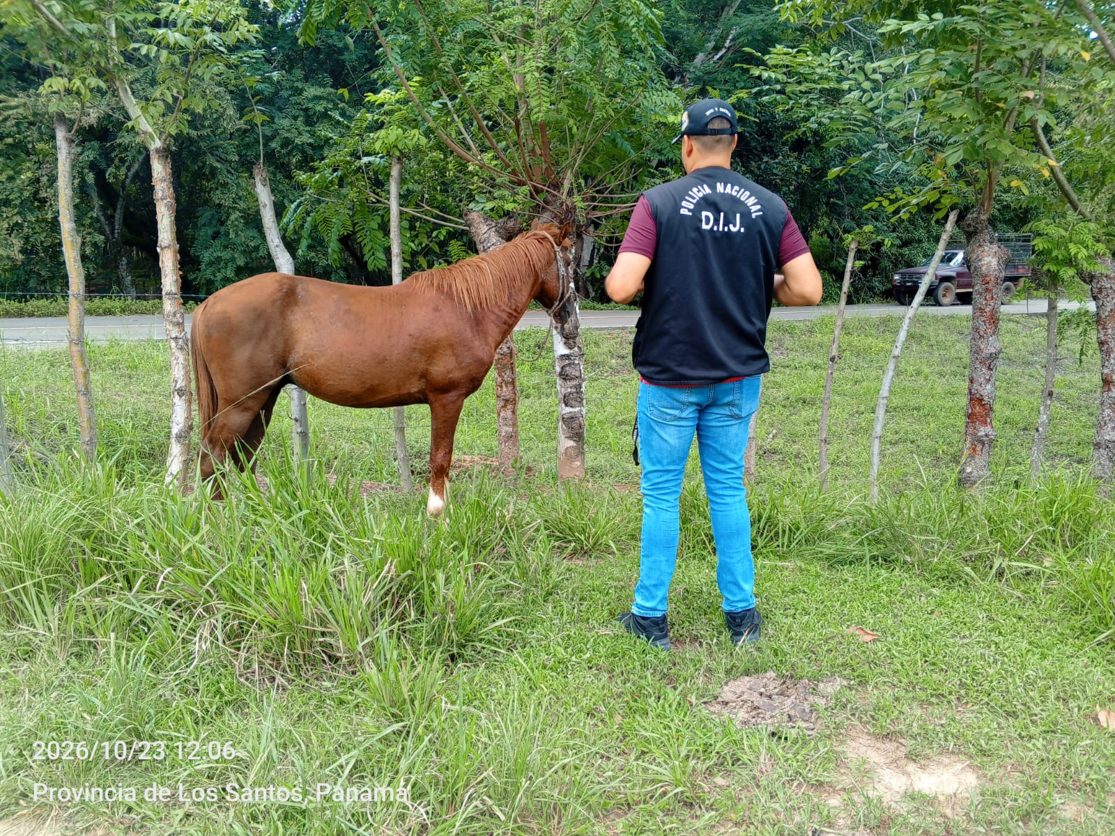 Panama Police Locate a Presumed Stolen Purebred Horse in La Miel.