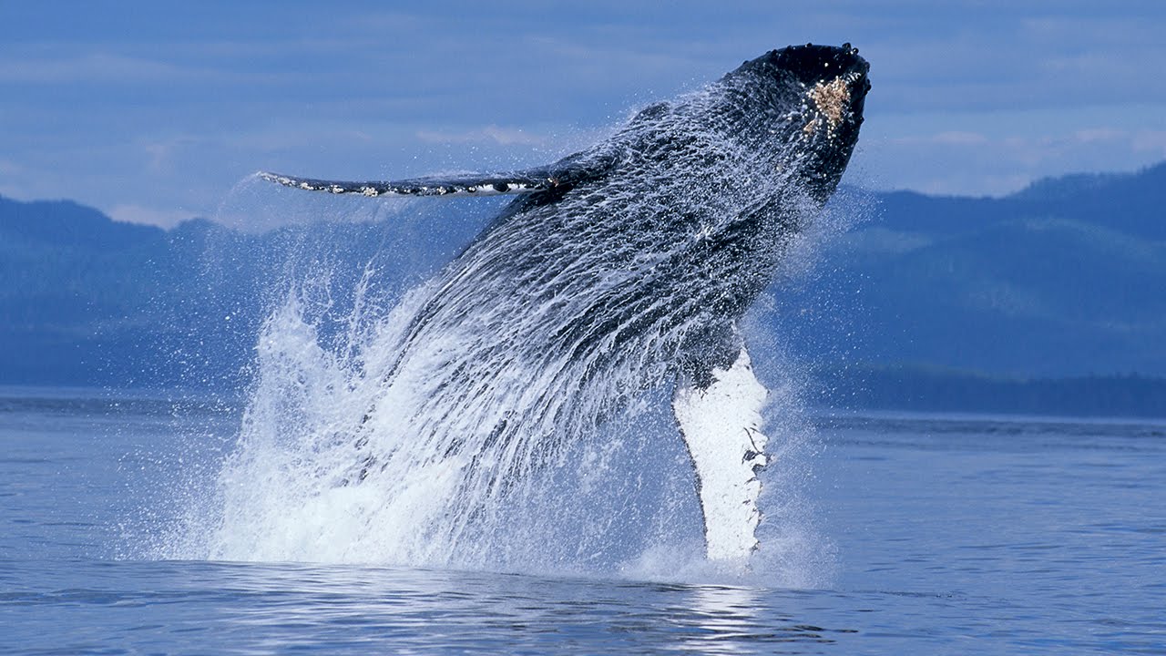 Ship Noise in Panama Reduces Probability of Recording Humpback Whale Songs by up to 45%.