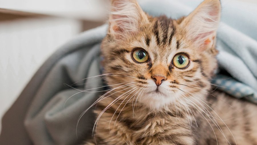 Buying a Kitten: 10 Things to Check Before Paying a Deposit